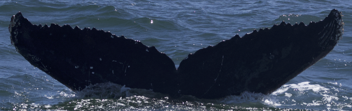 Fluke of CRC-21729
