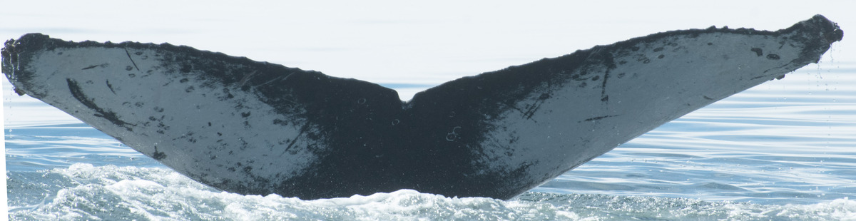 Fluke of CRC-21733