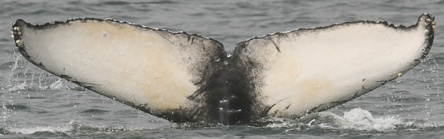Fluke of Domino (Pacifica)