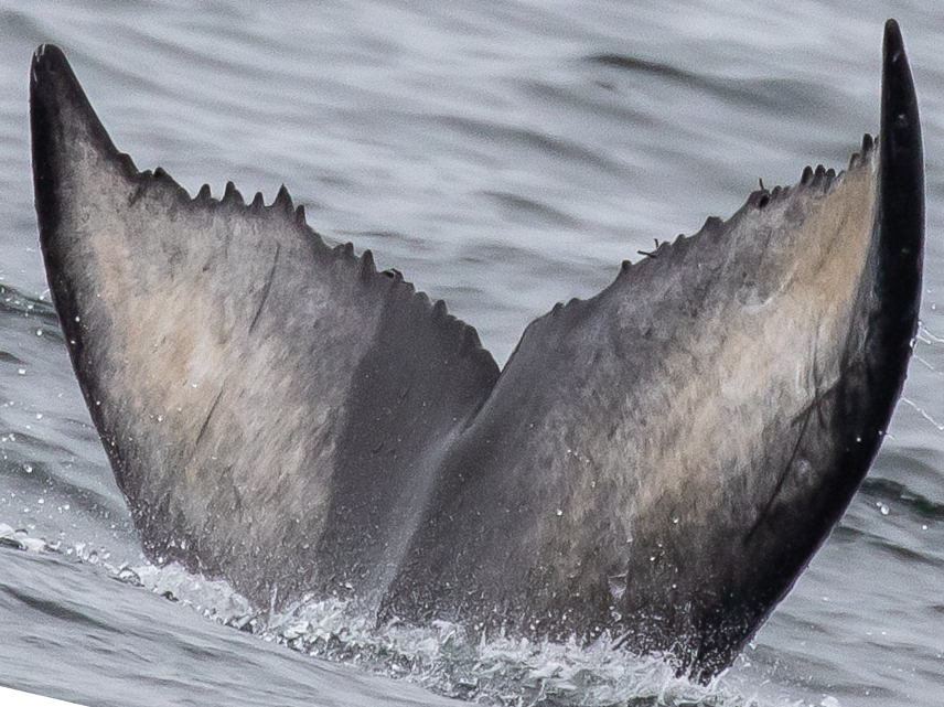 Fluke of CRC-21737