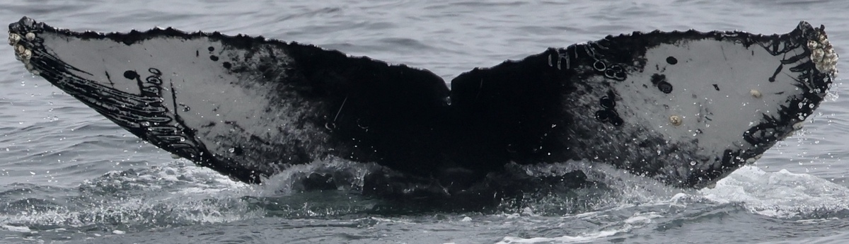 Fluke of CRC-21740