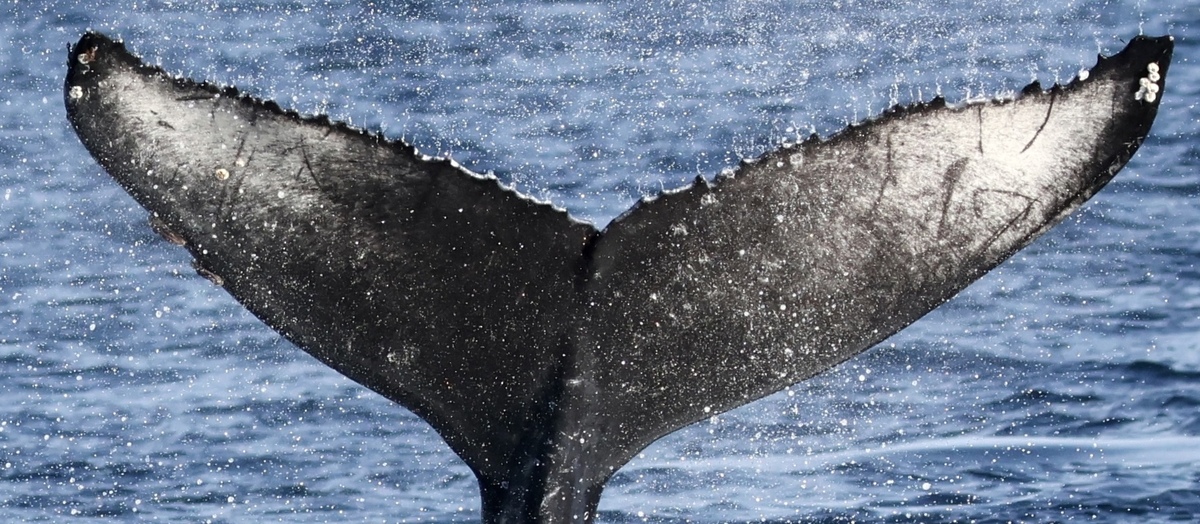 Fluke of CRC-21140