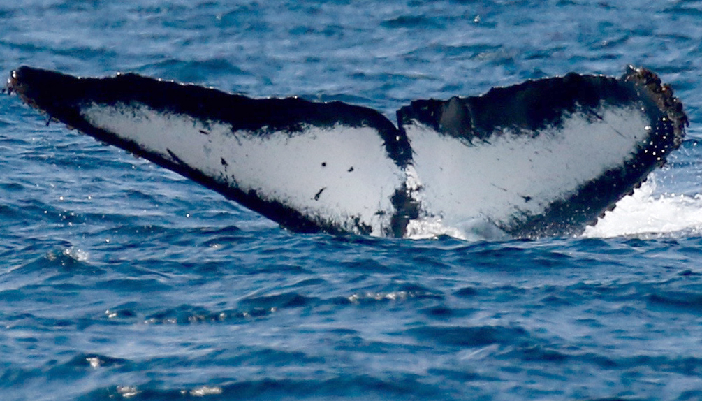 Fluke of CRC-10603