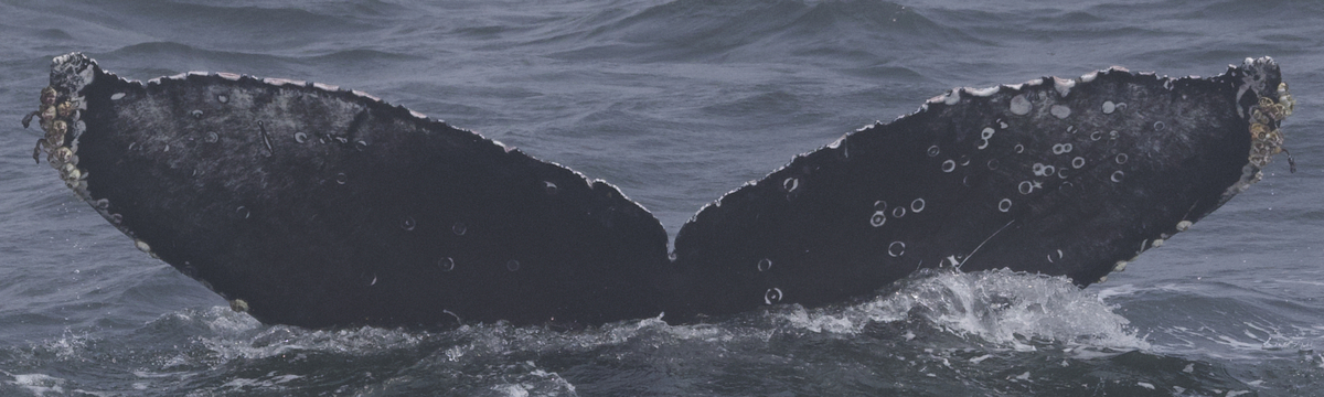 Fluke of CRC-21742