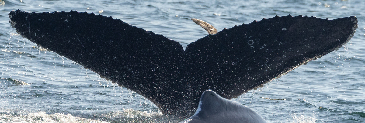 Fluke of CRC-21744