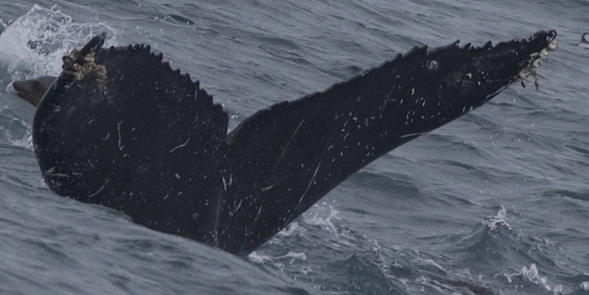 Fluke of CRC-21747