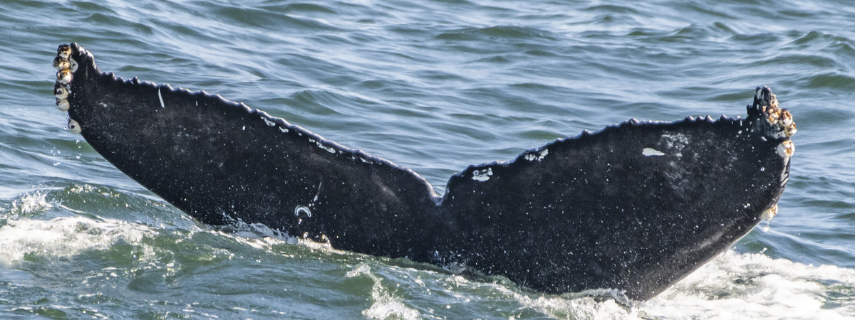 Fluke of CRC-21748