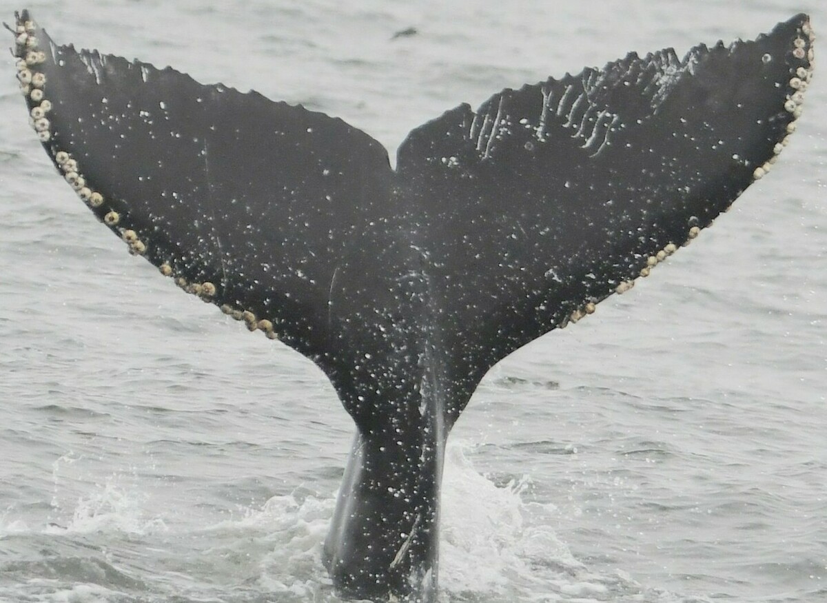 Fluke of CRC-21137