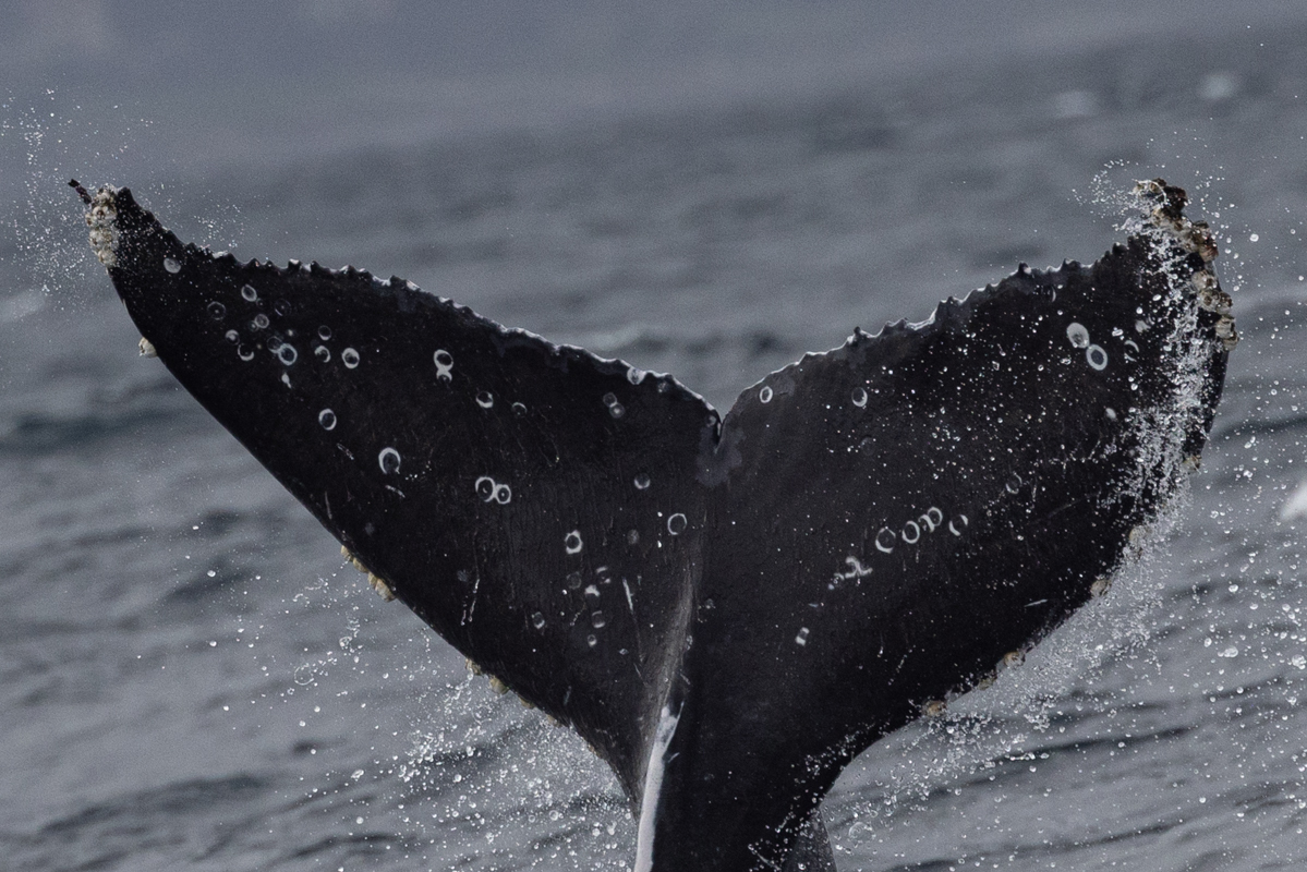 Fluke of 2022-2023 calf of HW-MN0503131
