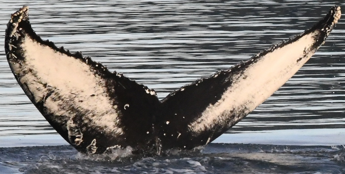 Fluke of GWAK-P402