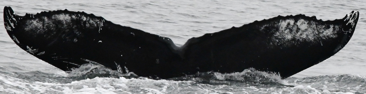 Fluke of GWAK-EVOS-JRM-20230920-1-017