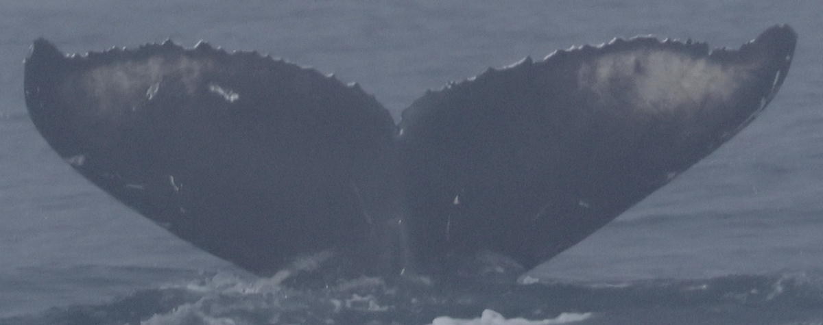 Fluke of CRC-21759