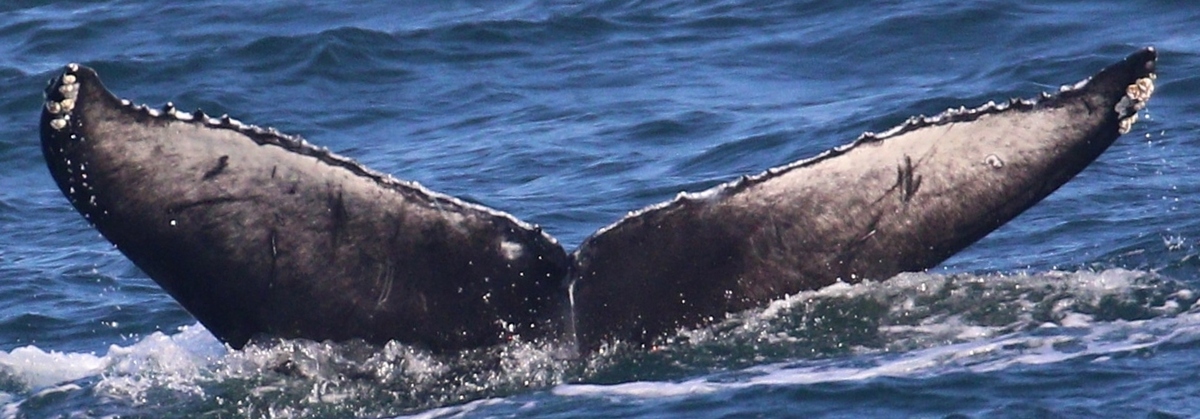 Fluke of CRC-21767