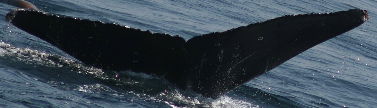Fluke of CRC-21775