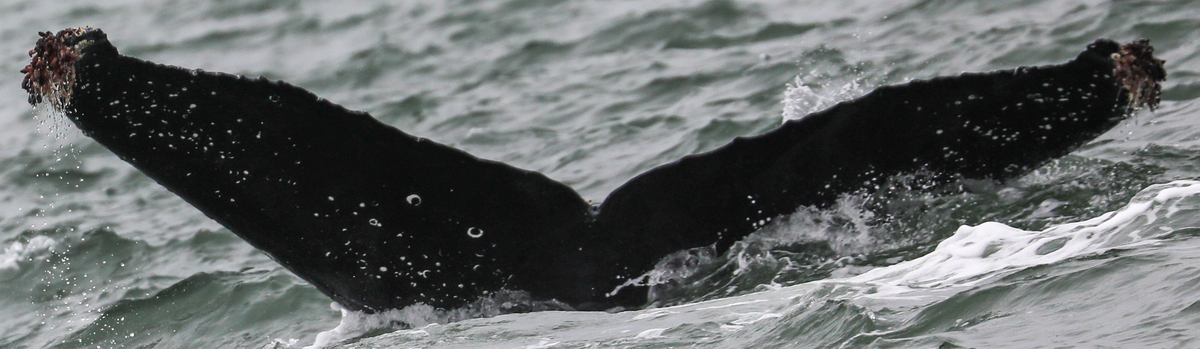 Fluke of CRC-21778