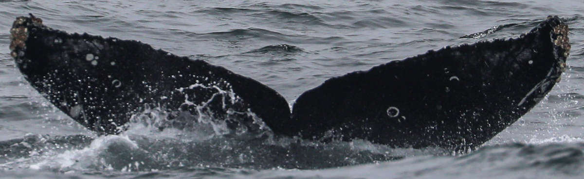 Fluke of CRC-21783