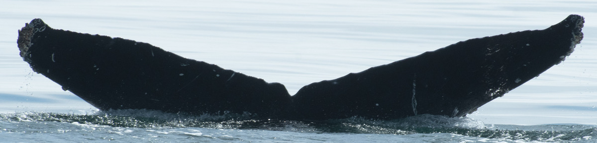 Fluke of CRC-21787