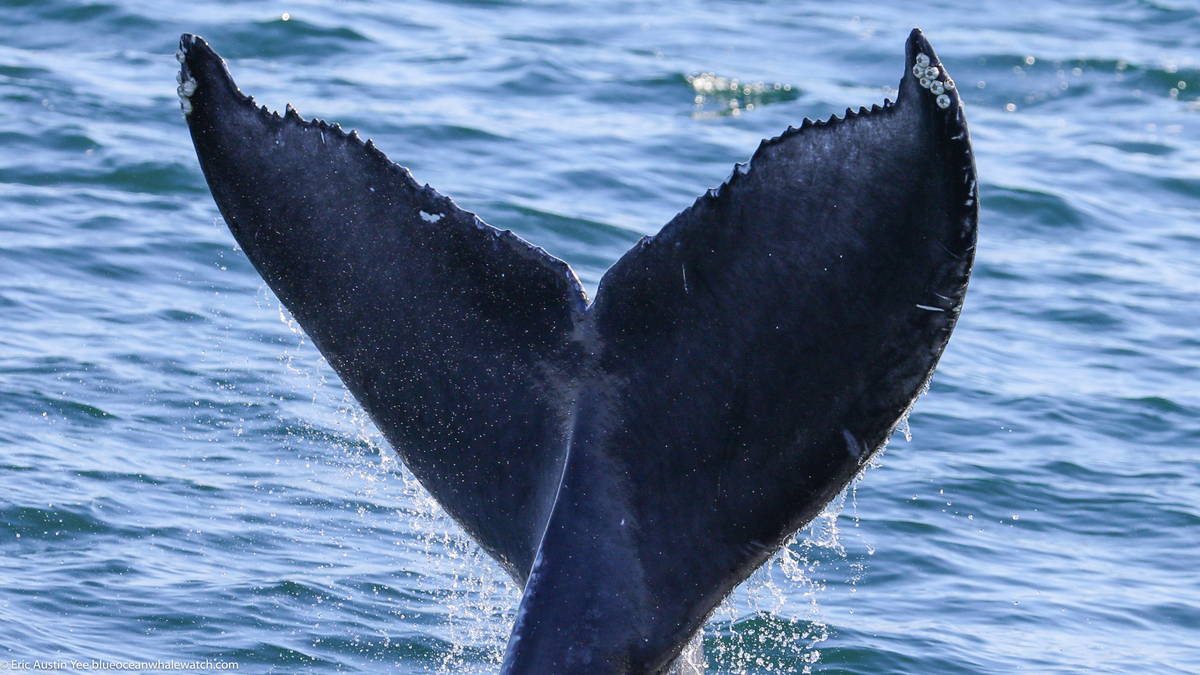 Fluke of 2022-2023 calf of CRC-17327