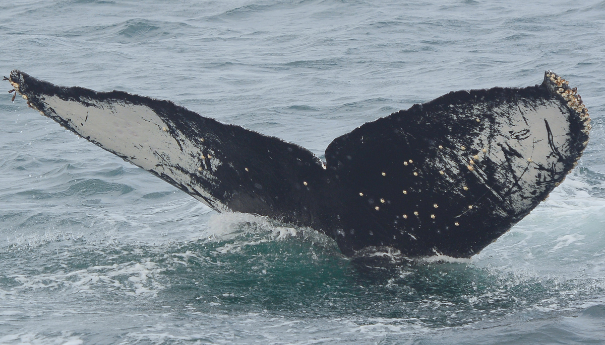 Fluke of CRC-11514