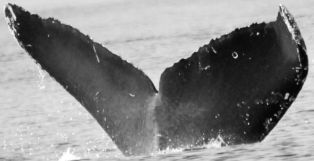 Fluke of Kikkaz