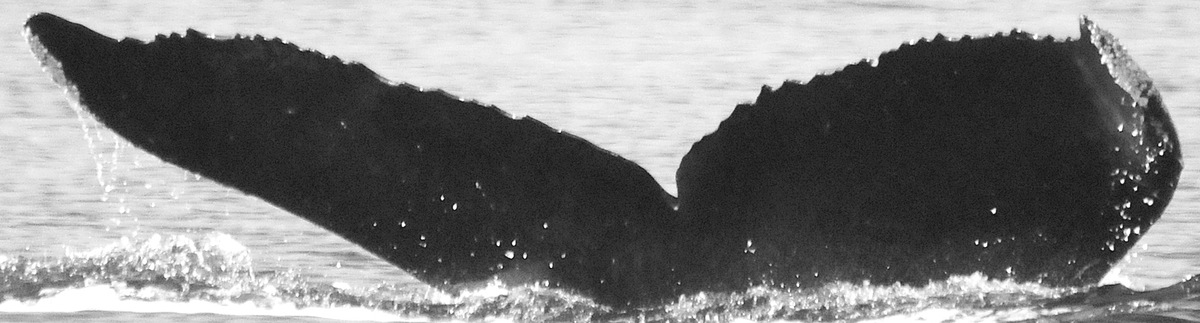 Fluke of CRC-11863