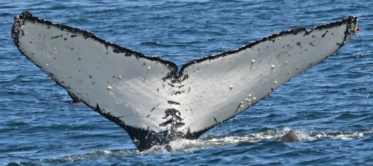 Fluke of CRC-21127