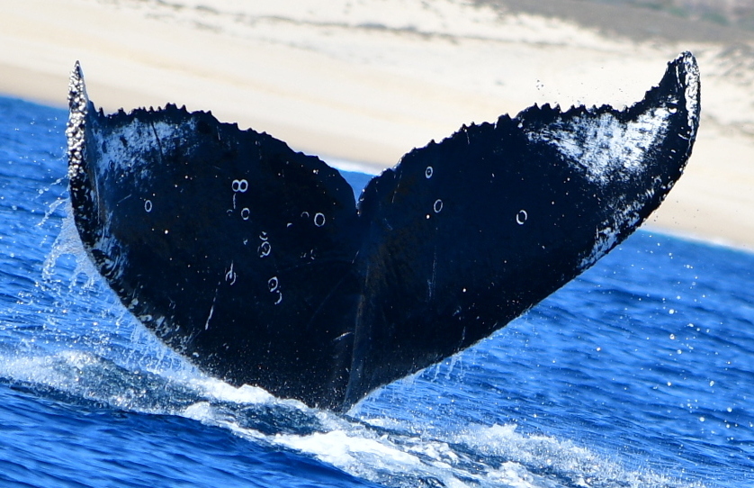 Fluke of CRC-20850