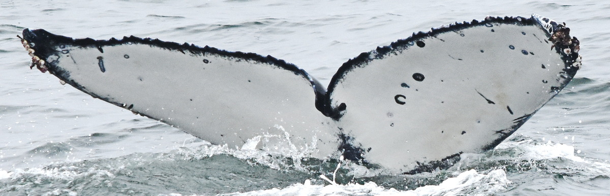 Fluke of CRC-20831