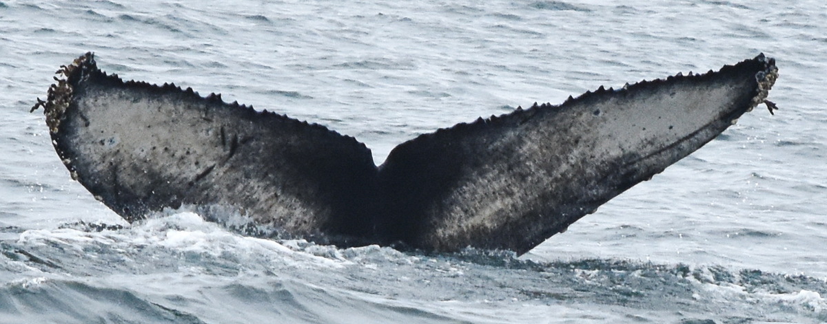 Fluke of CRC-20829