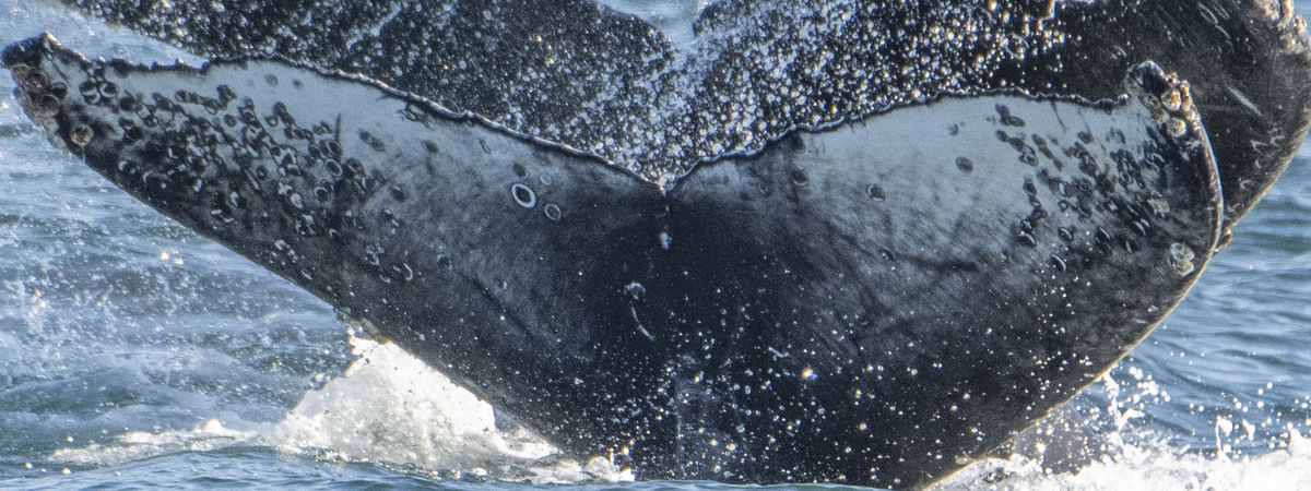 Fluke of 2022-2023 calf of Curve