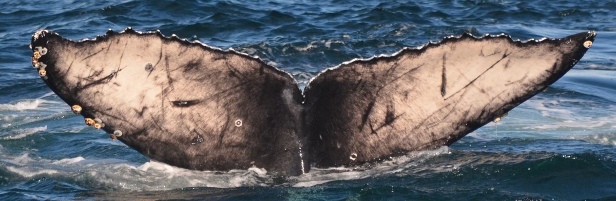 Fluke of 2022-2023 calf of CRC-16158