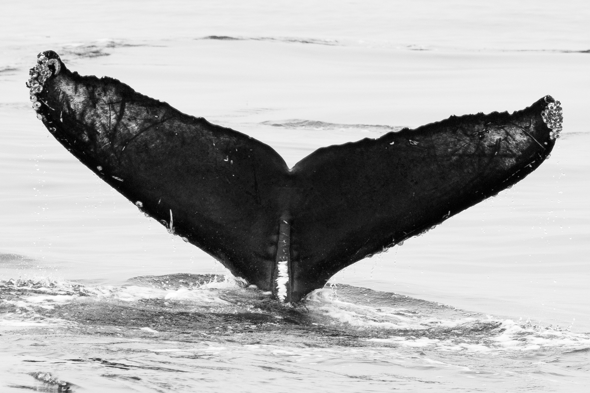 Fluke of Bora (Guerrero)
