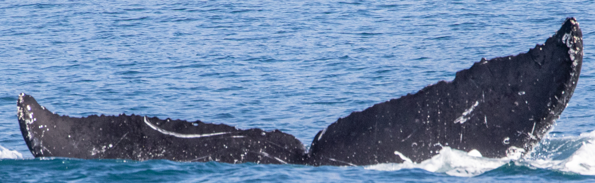 Fluke of HW-MN0444460