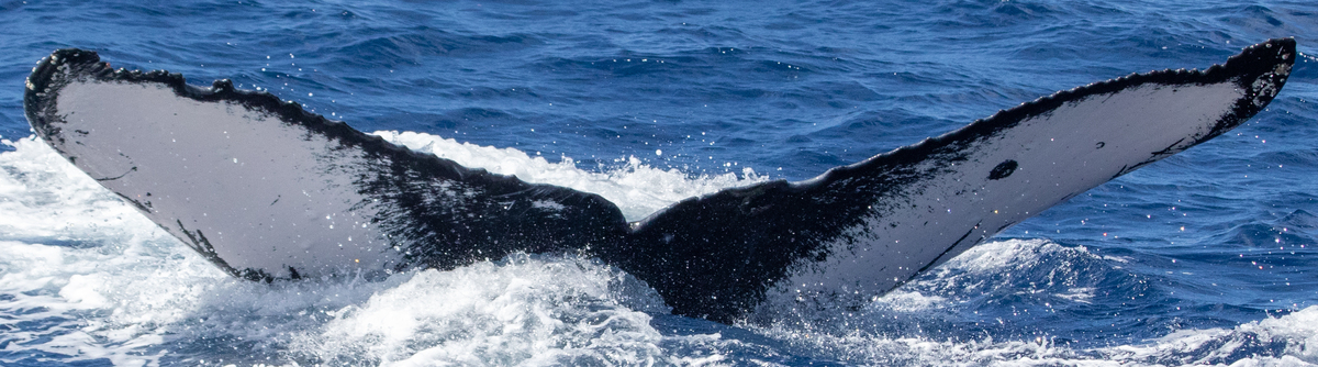 Fluke of HW-MN0444450