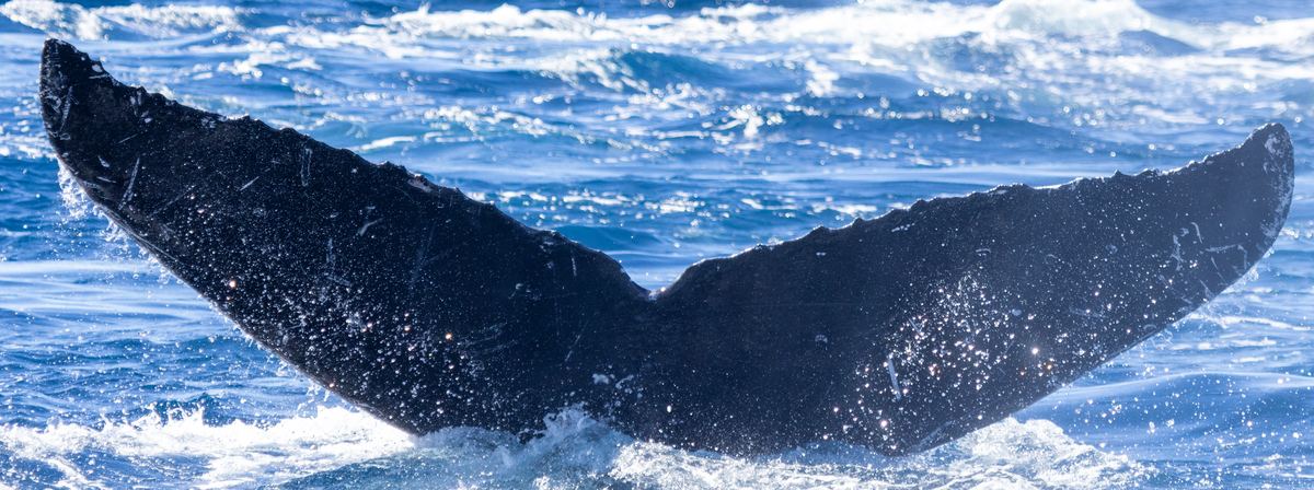 Fluke of HW-MN0444456
