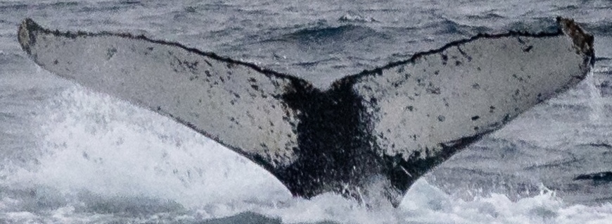 Fluke of HW-MN1305166