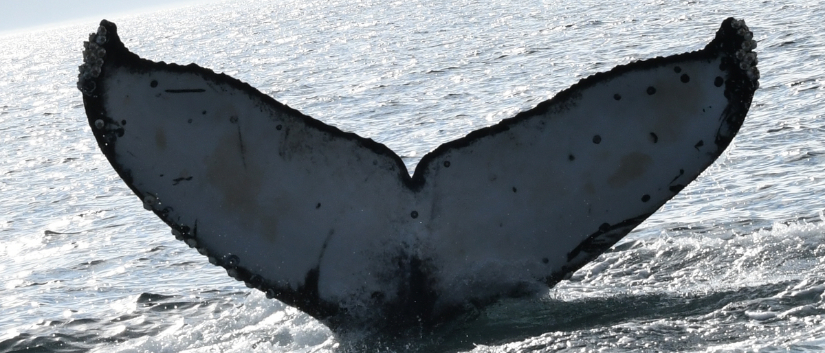 Fluke of CRC-21832