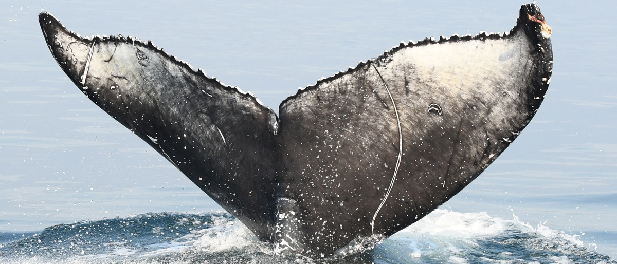Fluke of CRC-20903