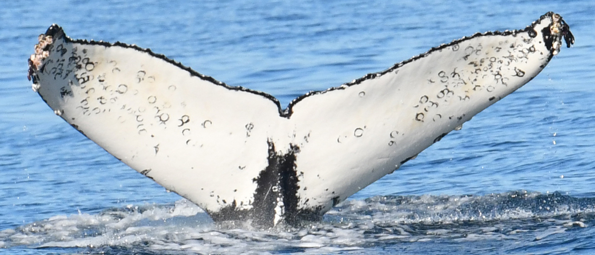 Fluke of CRC-20902