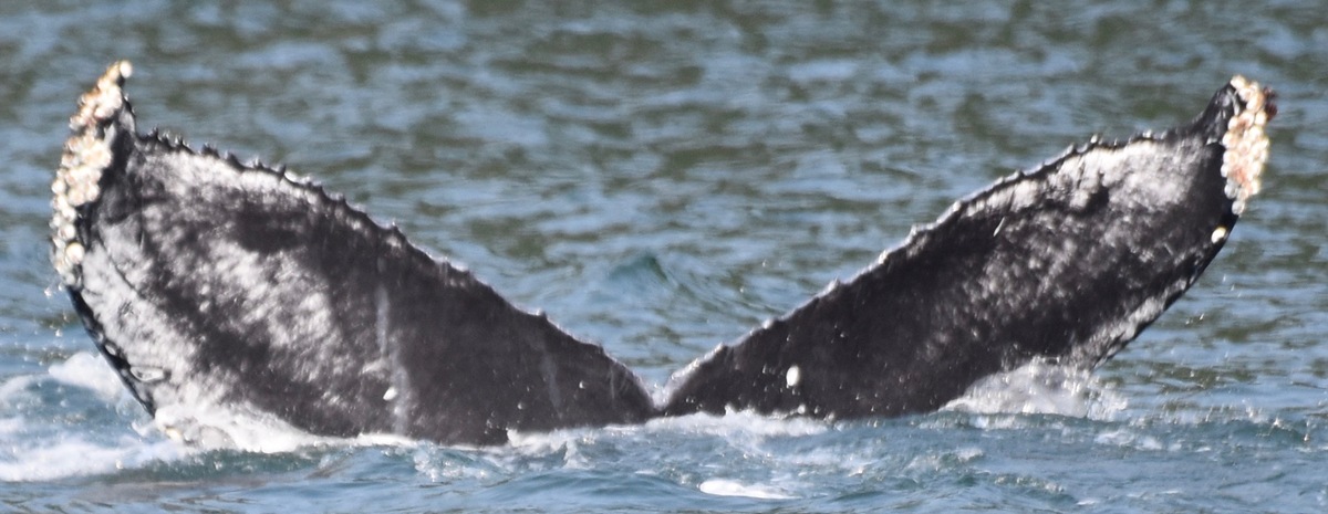 Fluke of Cirque (BC)