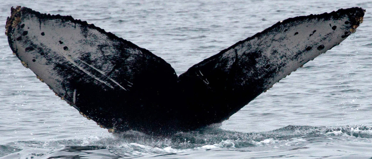 Fluke of CRC-12201