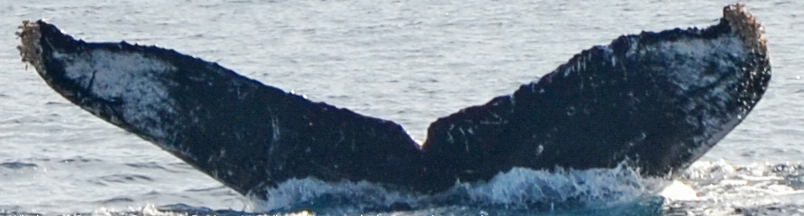 Fluke of CRC-16885