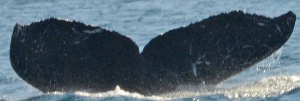 Fluke of CRC-12525