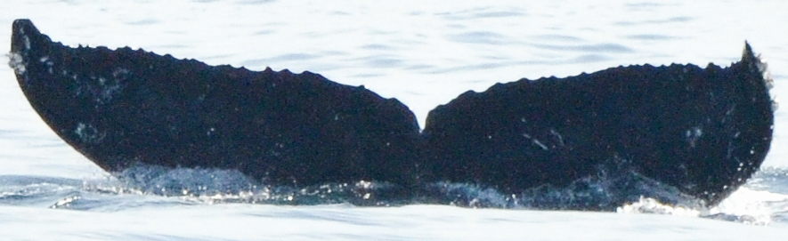 Fluke of CRC-17247