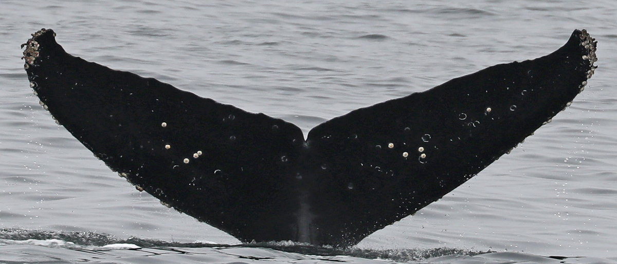 Fluke of CRC-16758