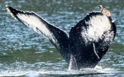 Fluke of CSY0156