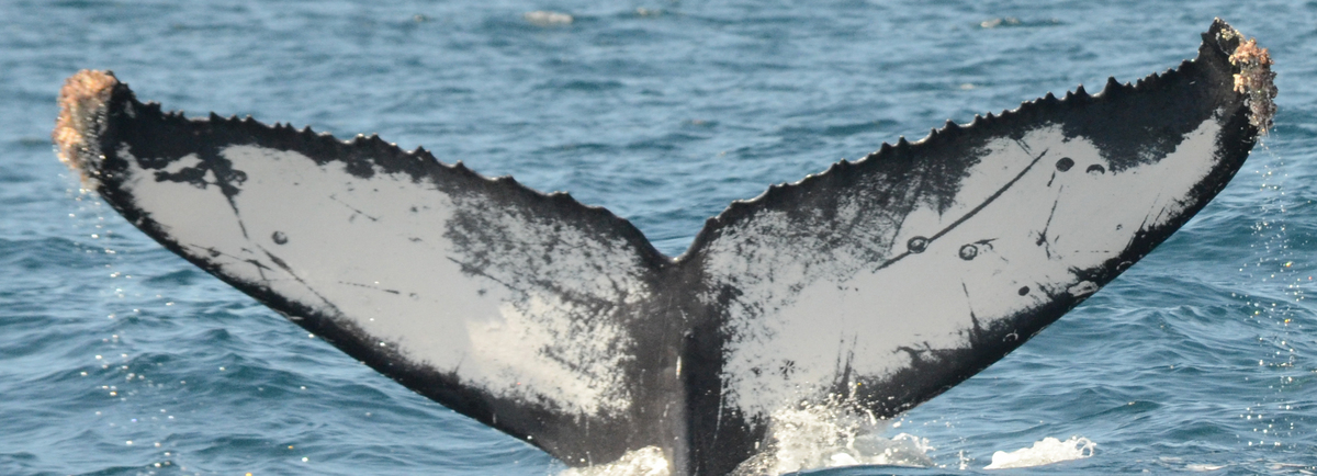 Fluke of CRC-17233