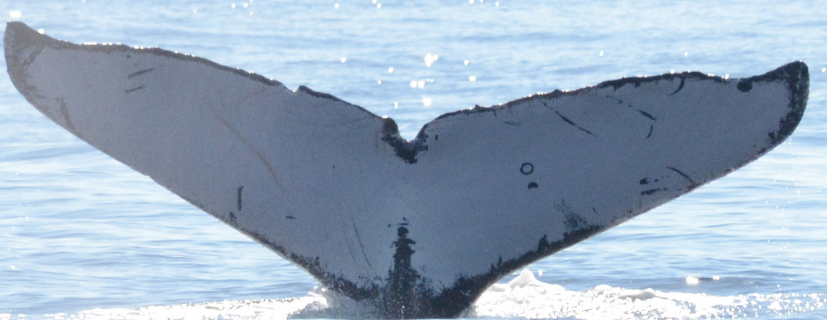 Fluke of Irlanda