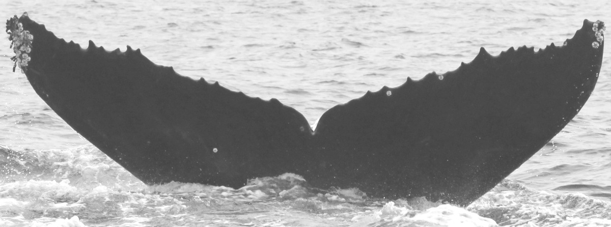 Fluke of CRC-10863