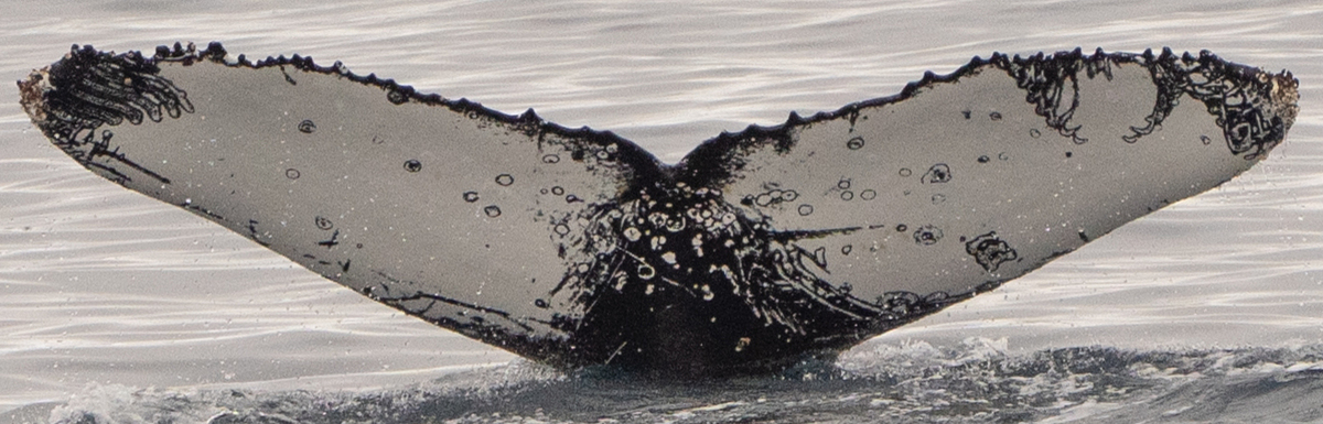 Fluke of HW-MN1305172